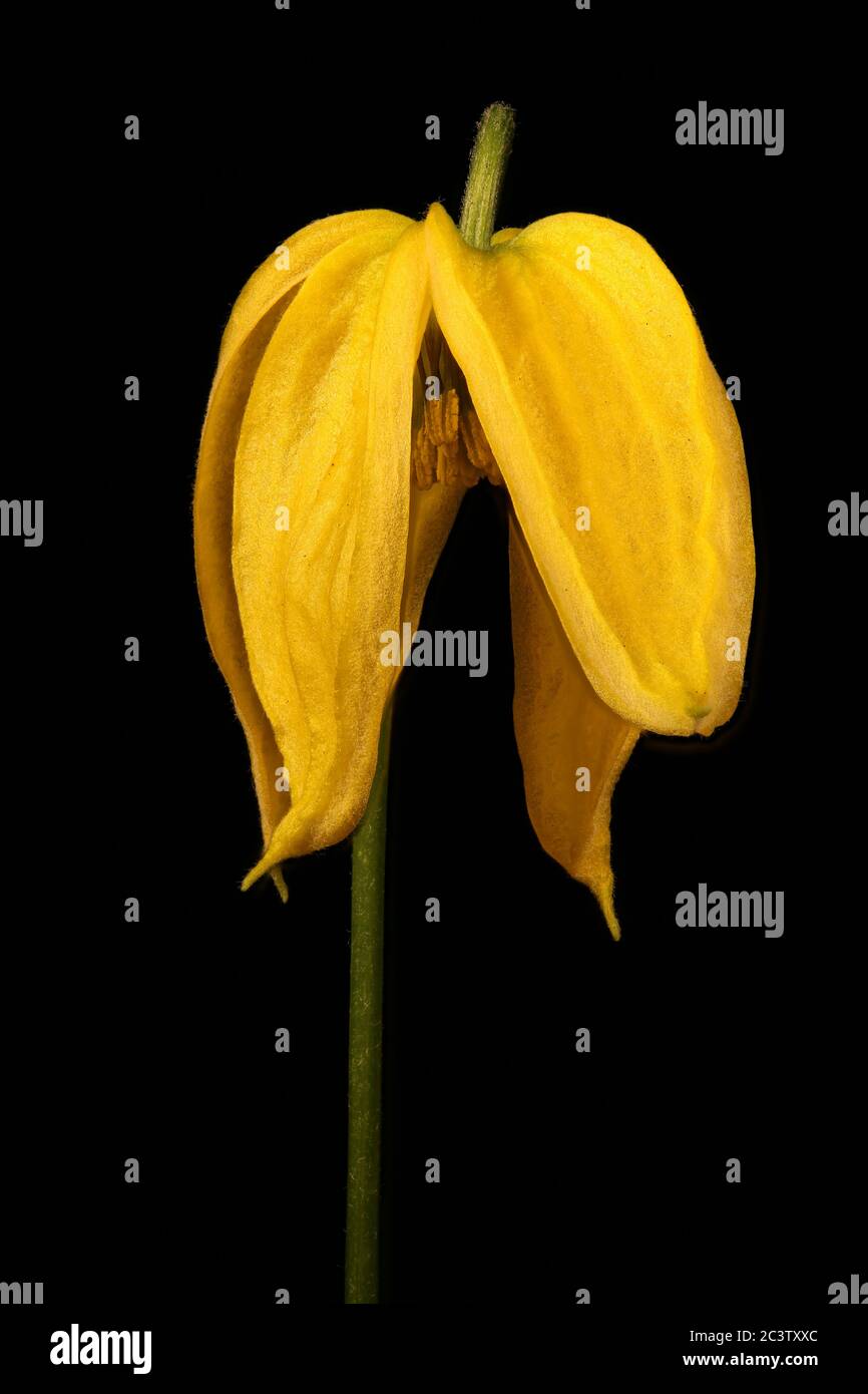 Orange-Peel Clematis (Clematis tangutica). Flower Closeup Stock Photo