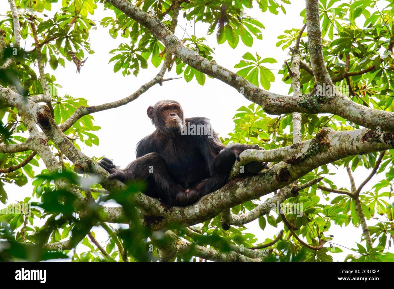 Common chimpanzee (Pan troglodytes) Stock Photo
