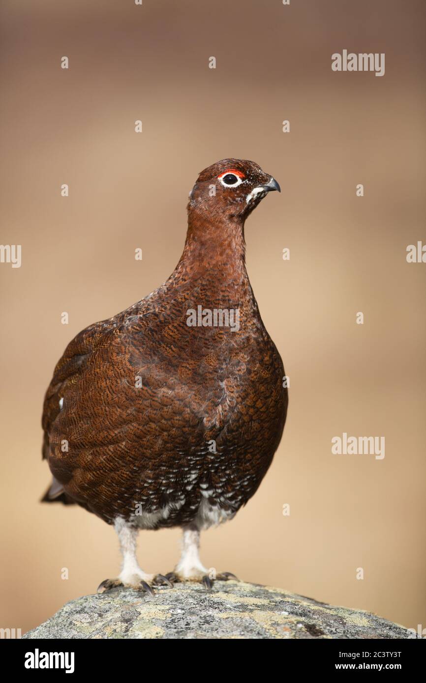 A male red course poses in the sunshine atop a rocky outcrop in the cairngorms national park, Scotland, UK Stock Photo