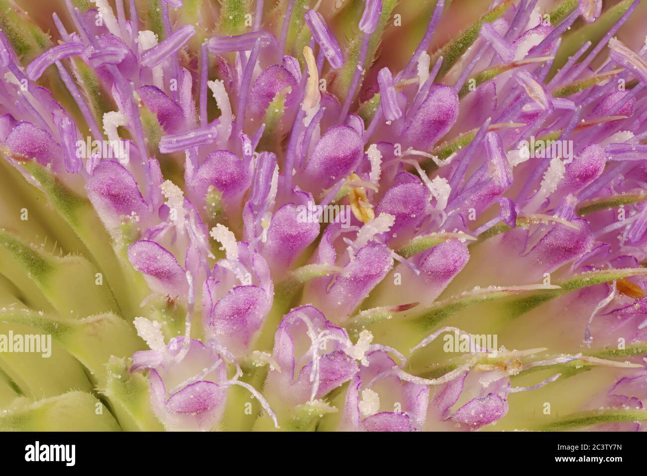 Wild Teasel (Dipsacus fullonum). Inflorescence Detail Closeup Stock Photo