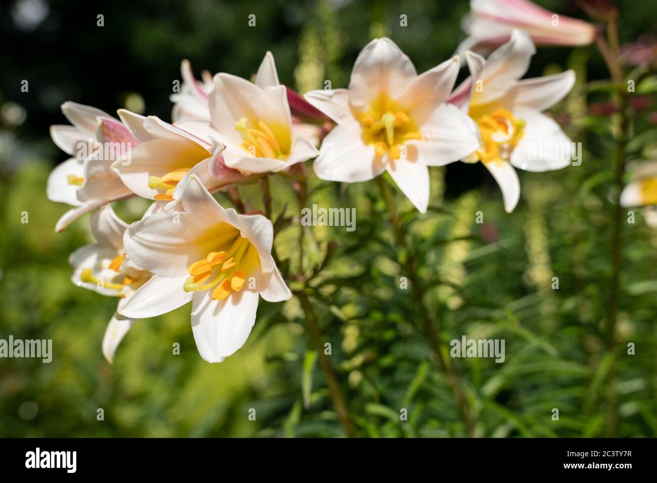 Regal Lily (Lilium regale) Stock Photo