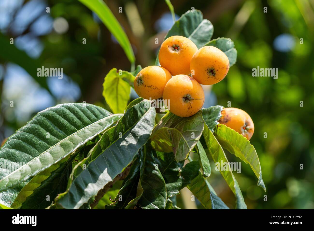 can dogs eat loquat fruit