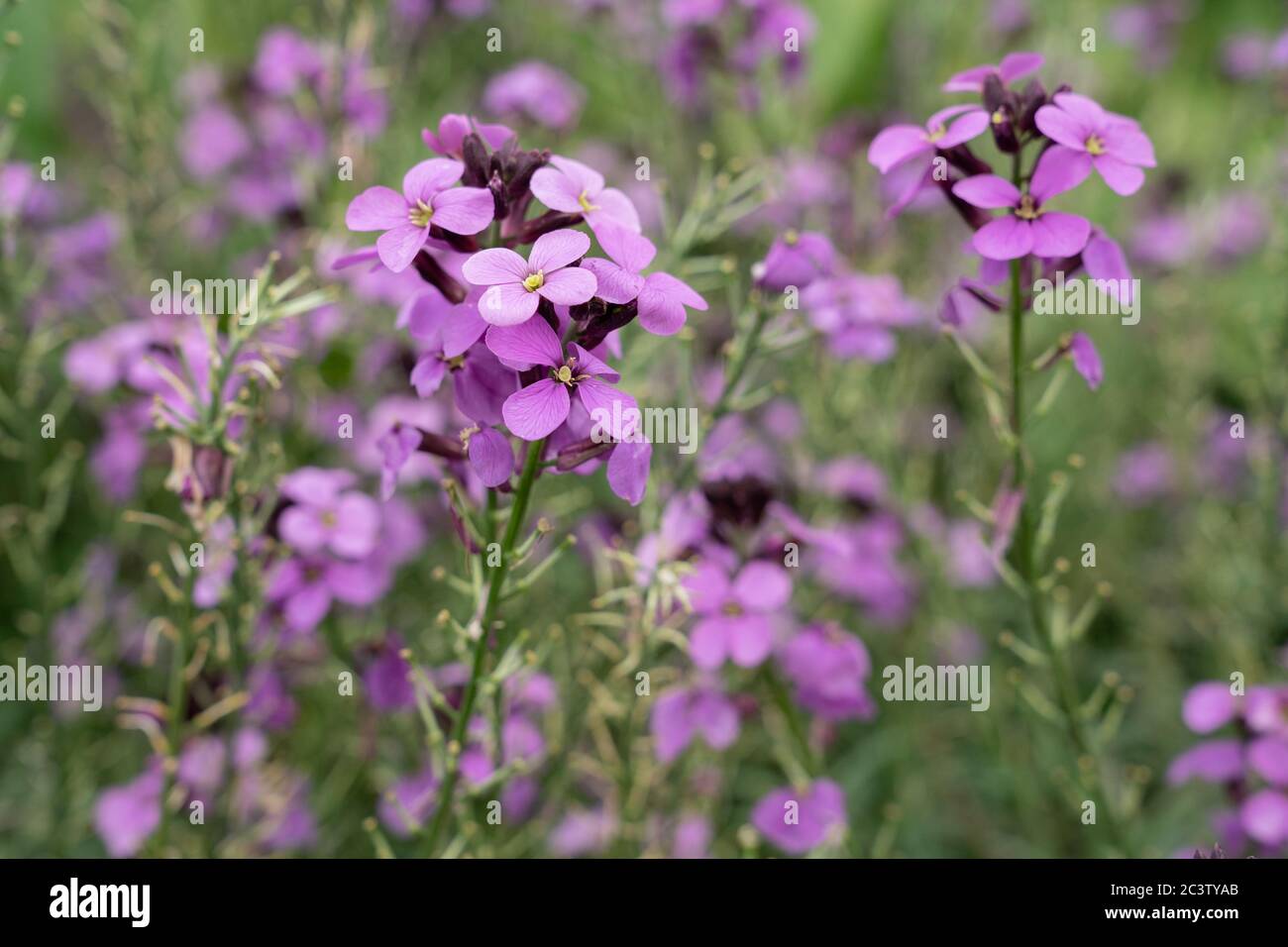 Erysimum Bowles Mauve (Erysimum linifolium glaucum) Stock Photo