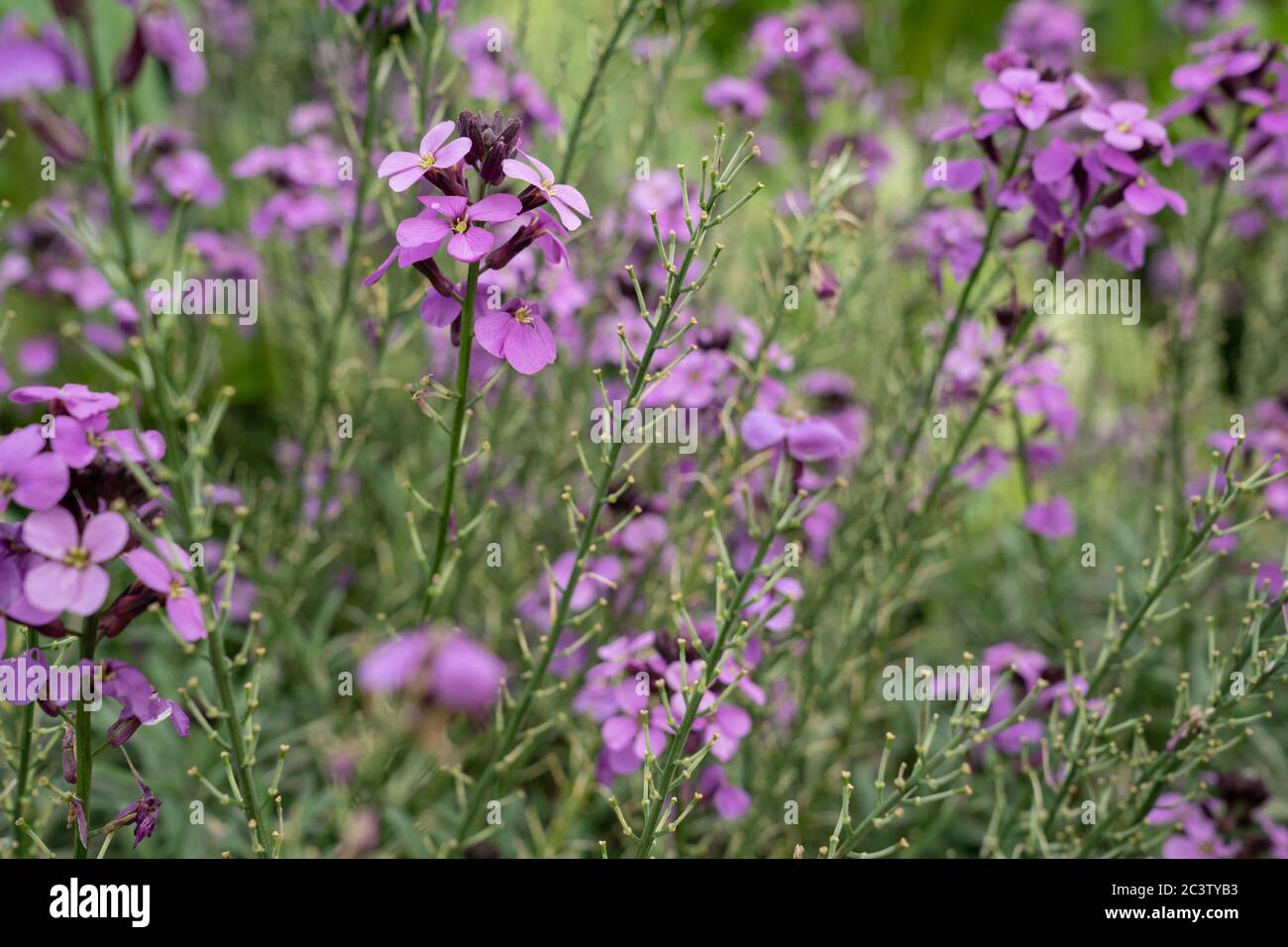 Erysimum Bowles Mauve (Erysimum linifolium glaucum) Stock Photo