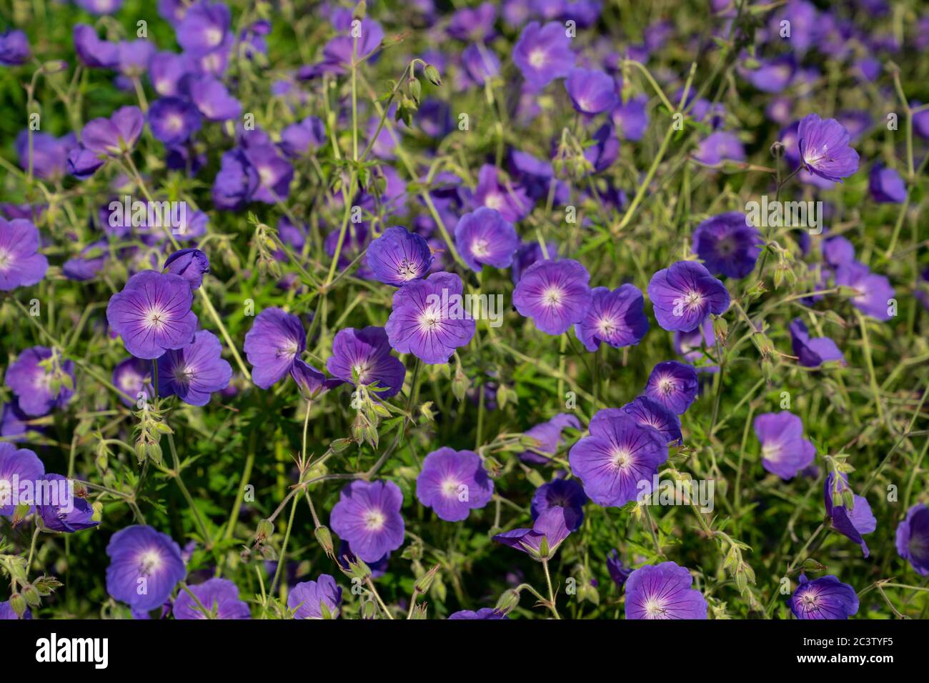Hardy Geranium Cranesbill (Geranium bohemicum) Stock Photo