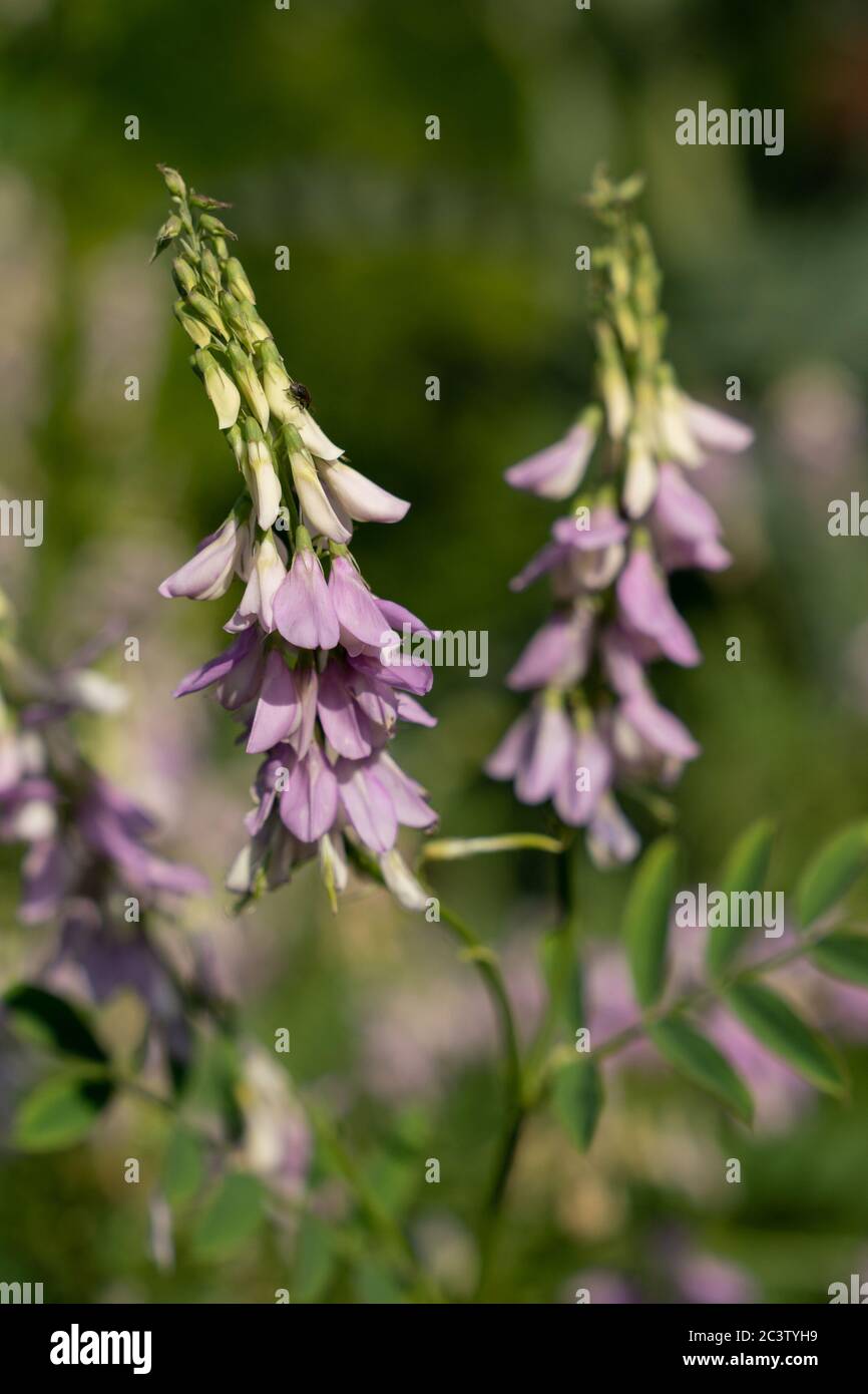 French Lilac or Italian Fitch (Galega officinalis) Stock Photo