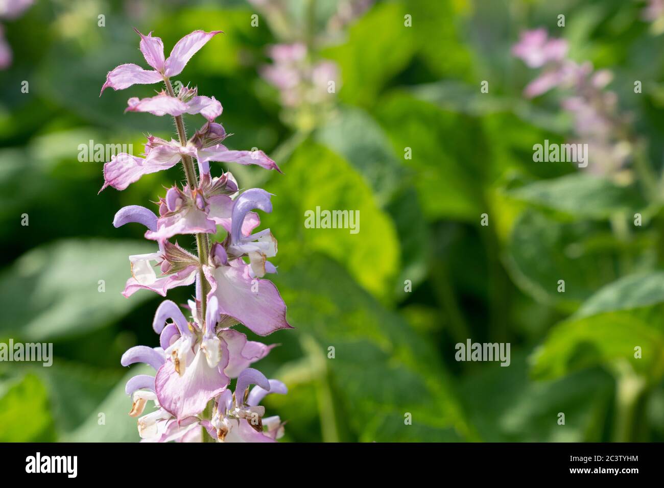 Clary (Salvia sclarea) Stock Photo