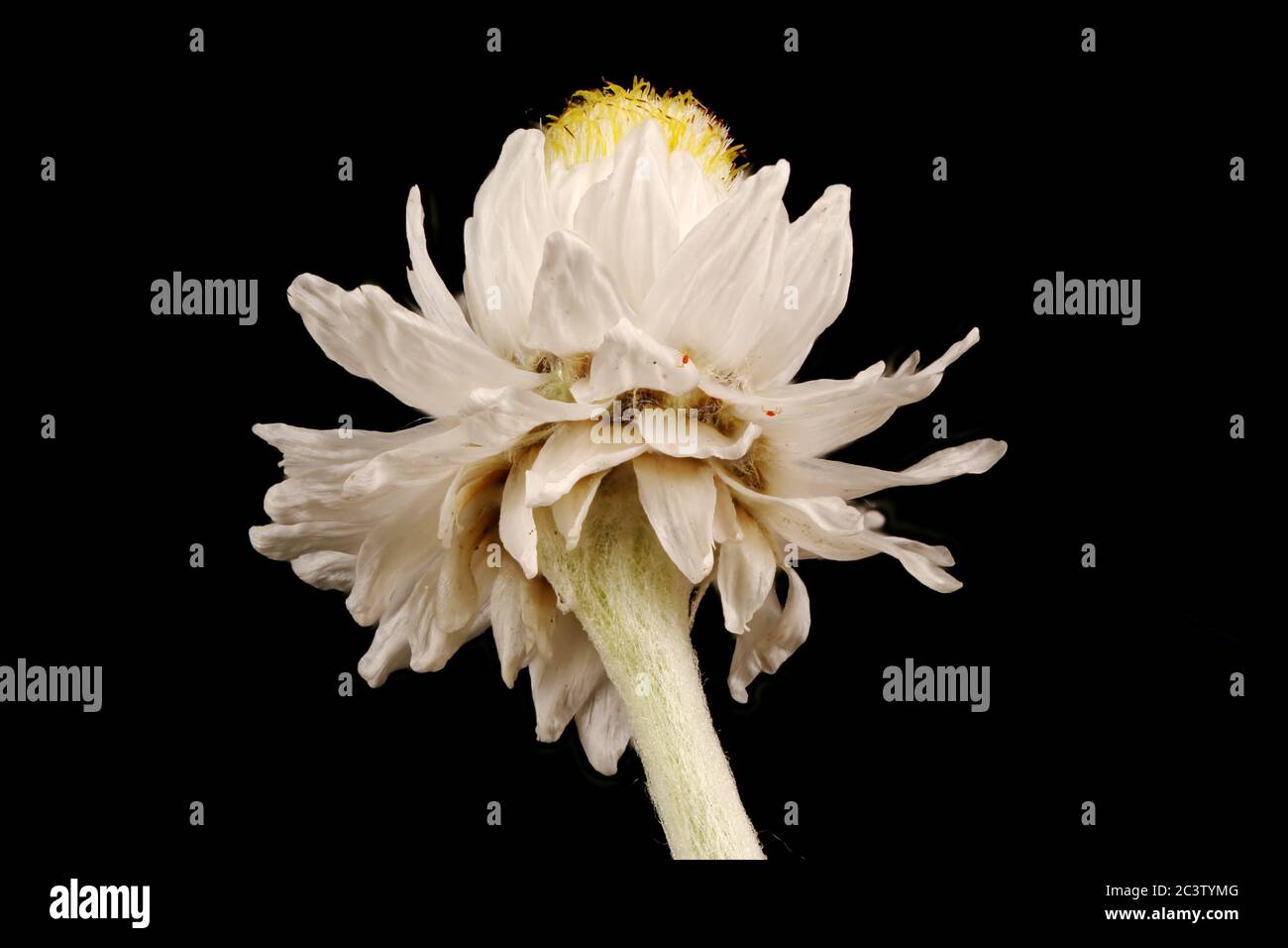 Pearly Everlasting (Anaphalis margaritacea). Flowering Capitulum Closeup Stock Photo