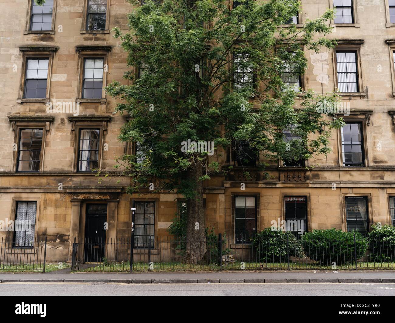 Tall tree outside tenement flats on Argyll Street in the city of