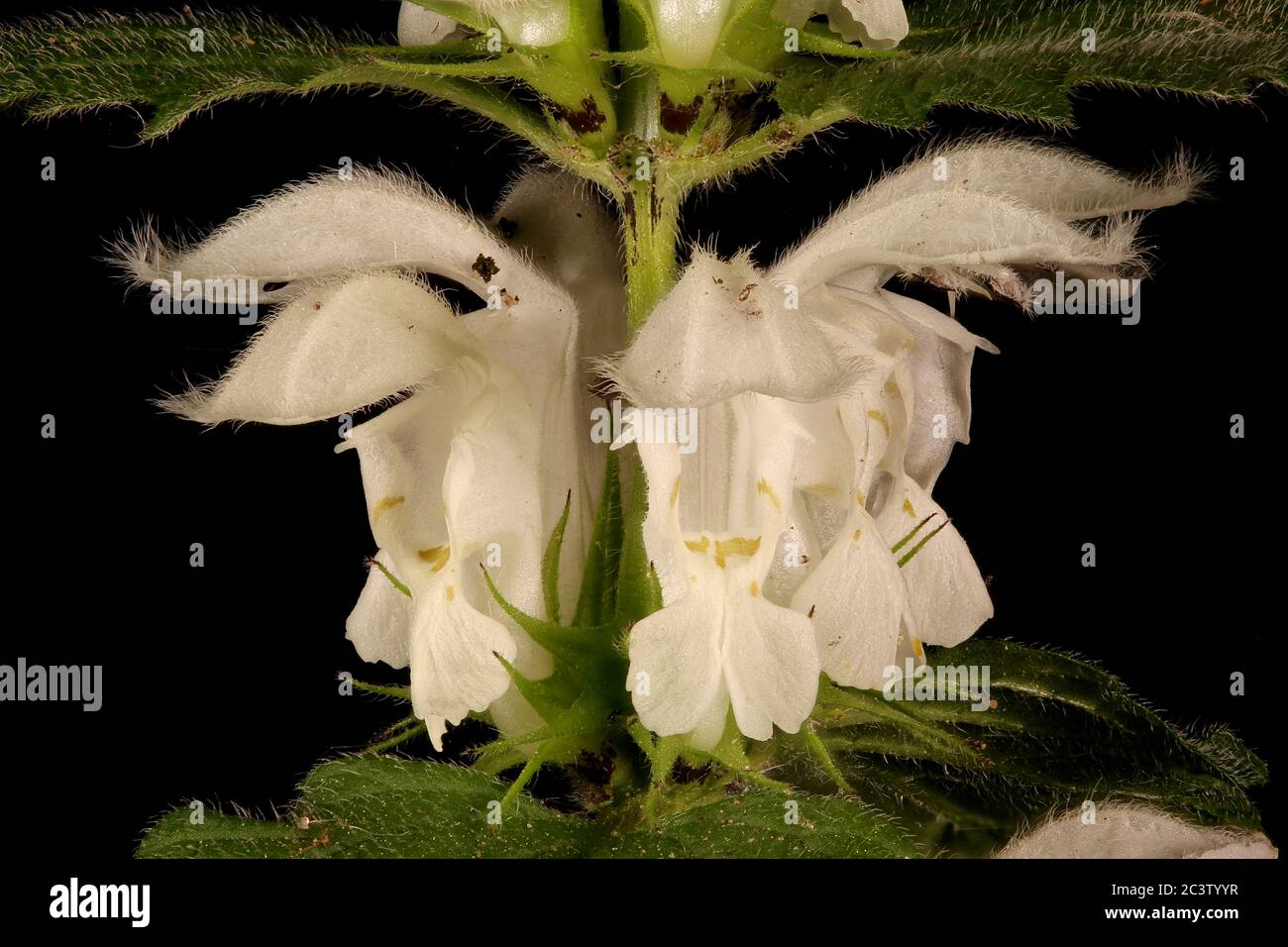 White Dead-Nettle (Lamium album). Inflorescence Detail Closeup Stock Photo
