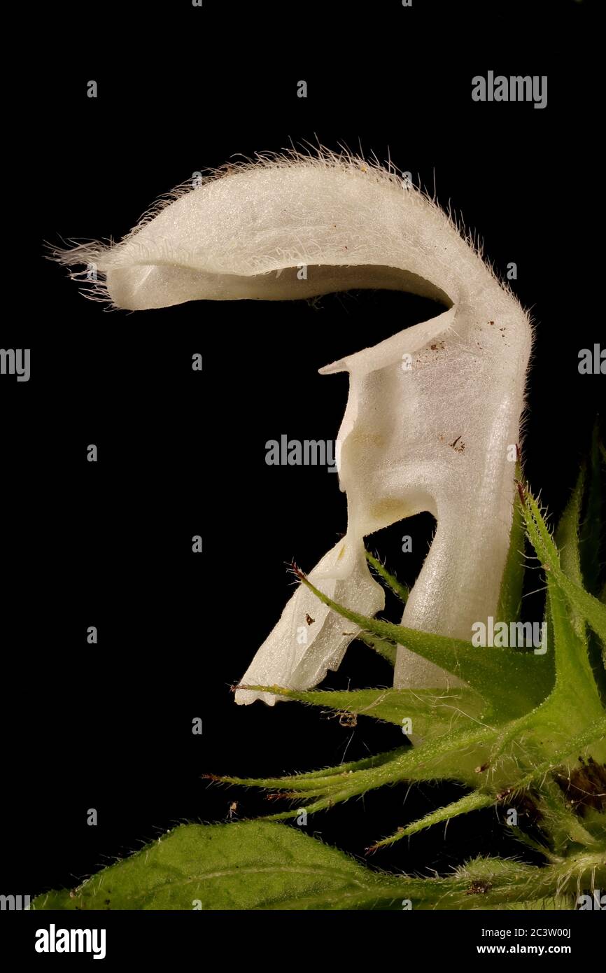 White Dead-Nettle (Lamium album). Flower Closeup Stock Photo
