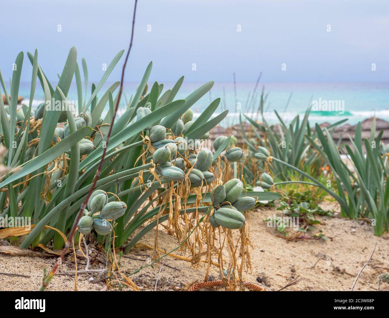 Bulbous perennial evergreen plant sea daffodil (Pancratium maritimum) with long neck and glaucous linear leaves grow on Nissi beach near Mediterranean Stock Photo