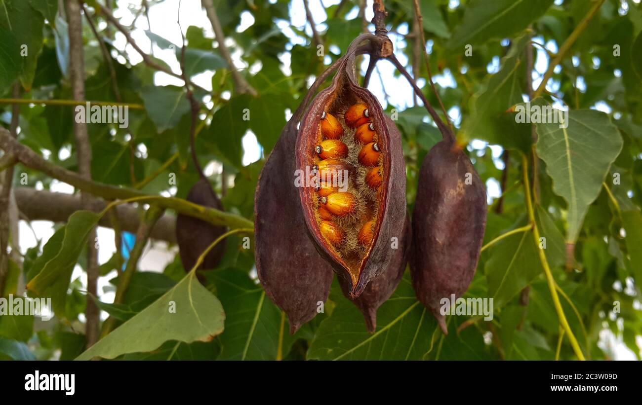 Orange seeds in brown dry pods hanging on the branches of kurrajong bottle tree (brachychiton populneus) close up on a branch in Cyprus. Stock Photo