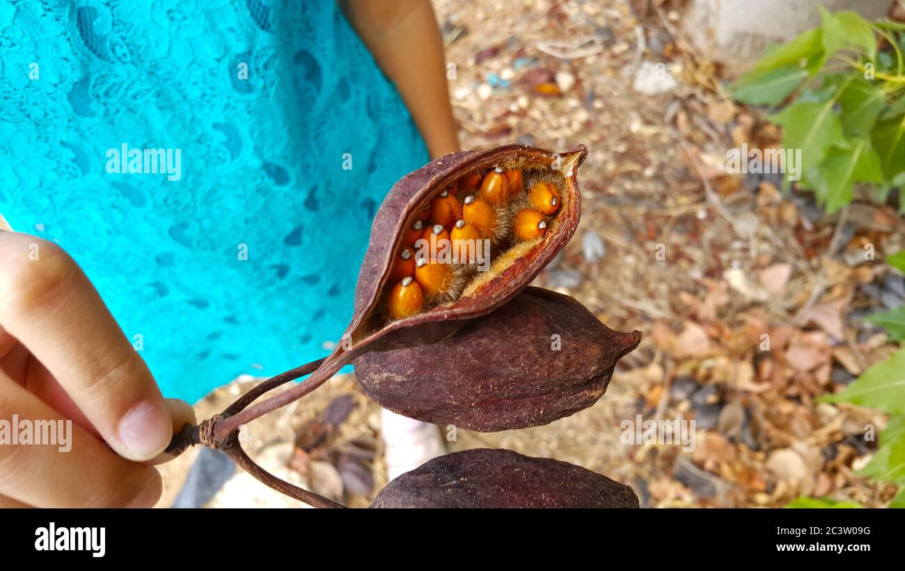A branch of orange seeds in brown dry pods of kurrajong bottle tree (brachychiton populneus) in a hand of a girl in turquoise dress in Cyprus. Stock Photo