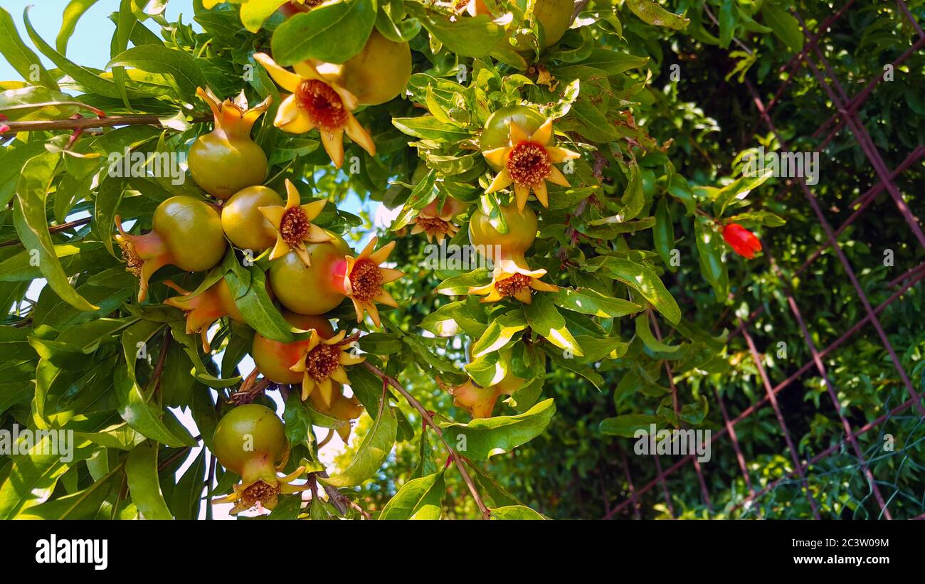 Pomegranate trees in bloom hires stock photography and images Alamy