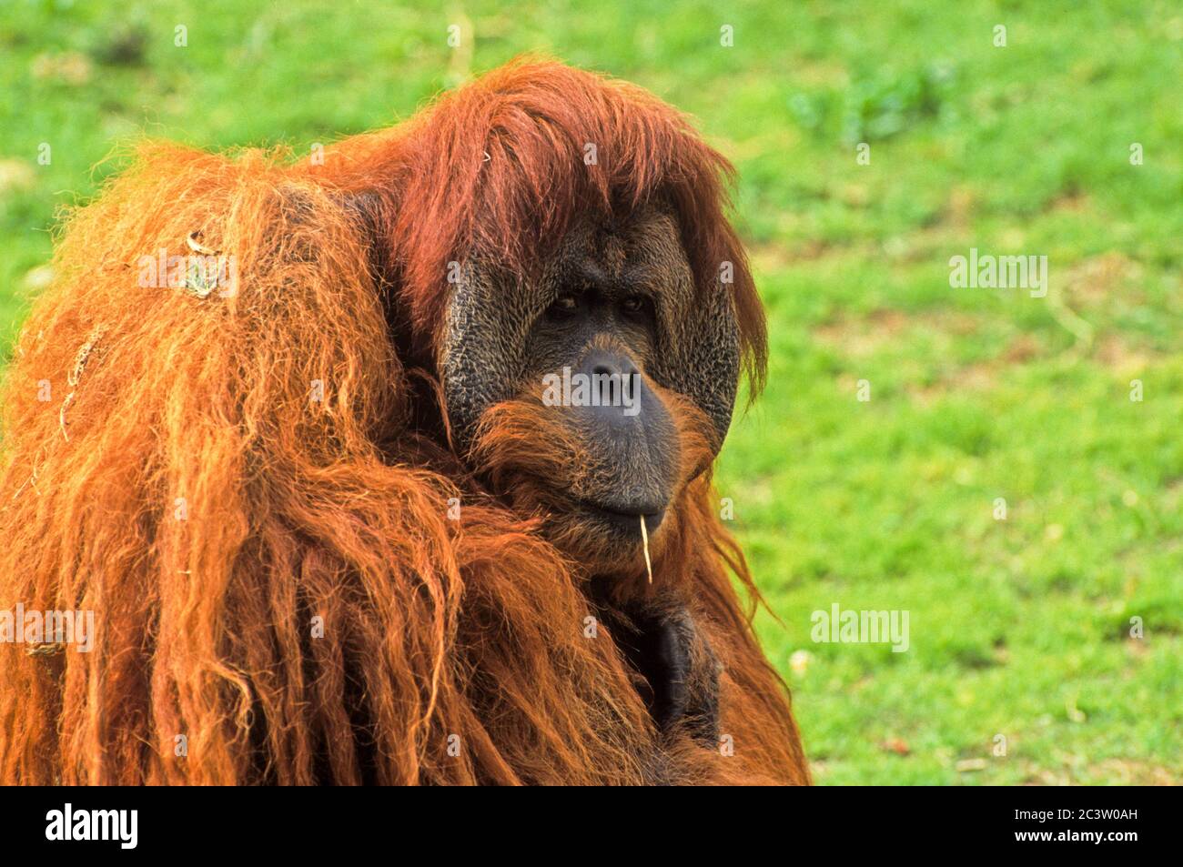 male Orangutan Stock Photo