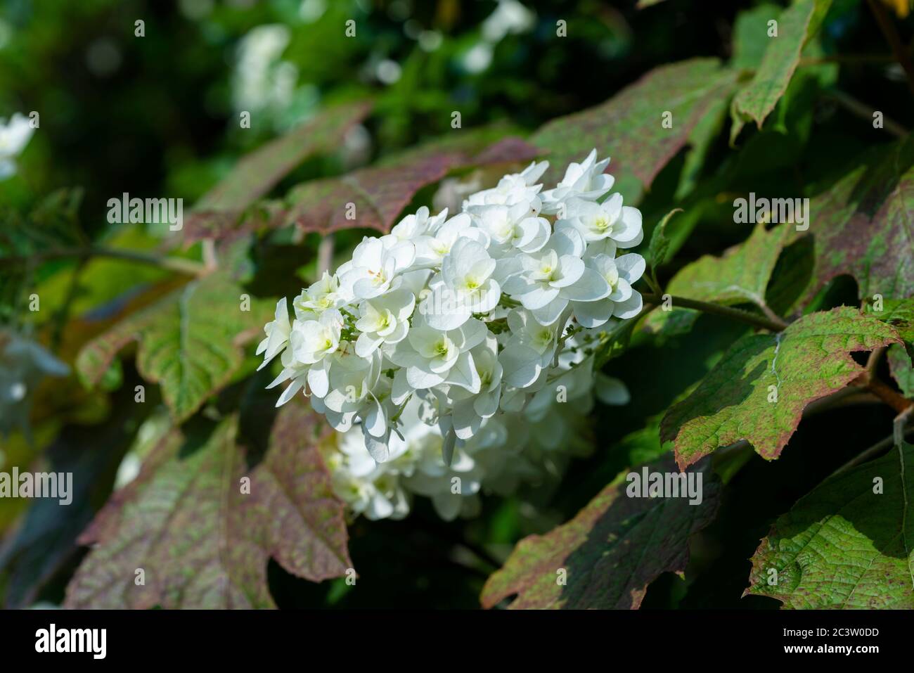 Oakleaf Hydrangea Isehara City Kanagawa Prefecture Japan Stock Photo Alamy