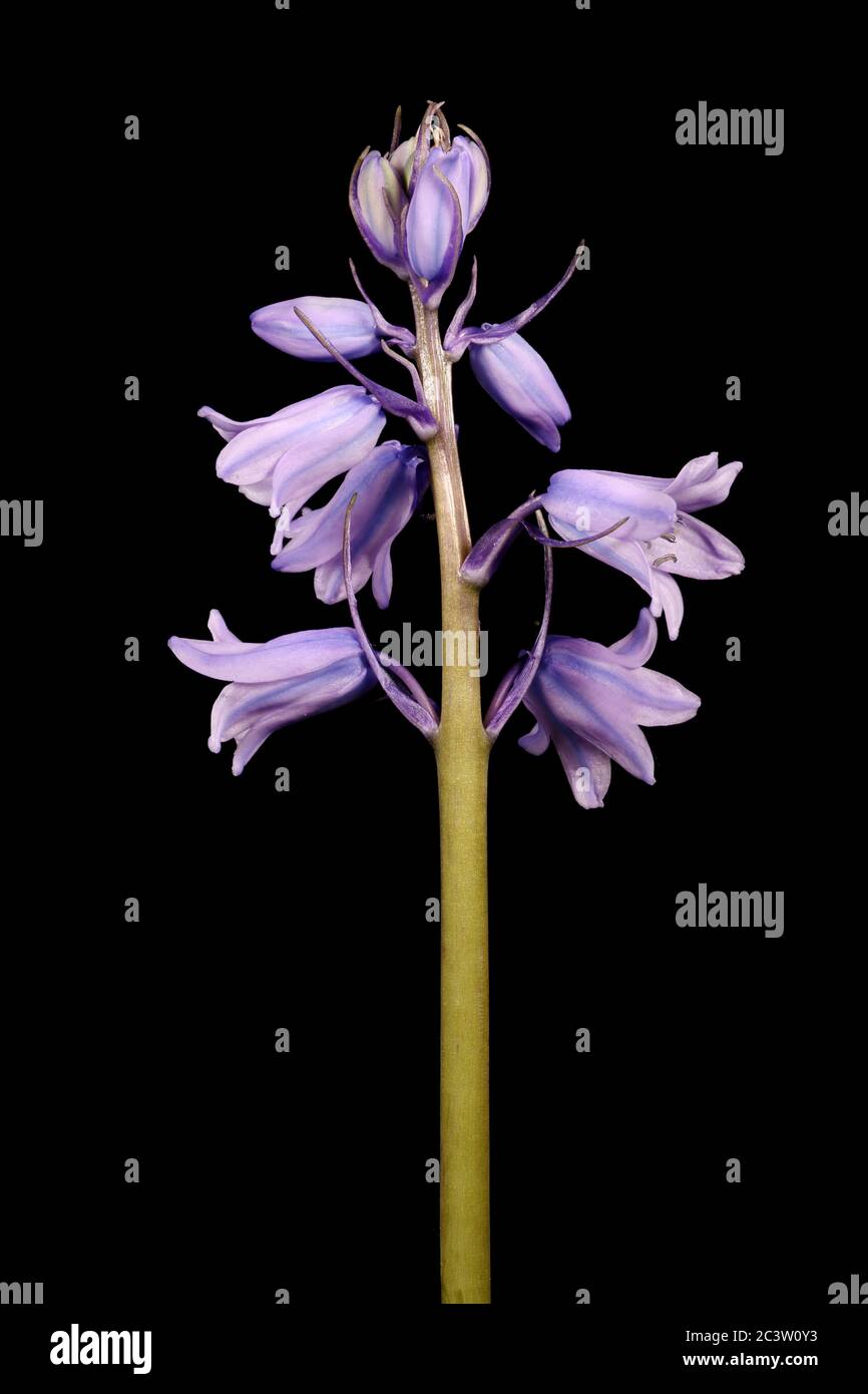Hybrid Bluebell (Hyacinthoides x massartiana). Inflorescence Closeup Stock Photo