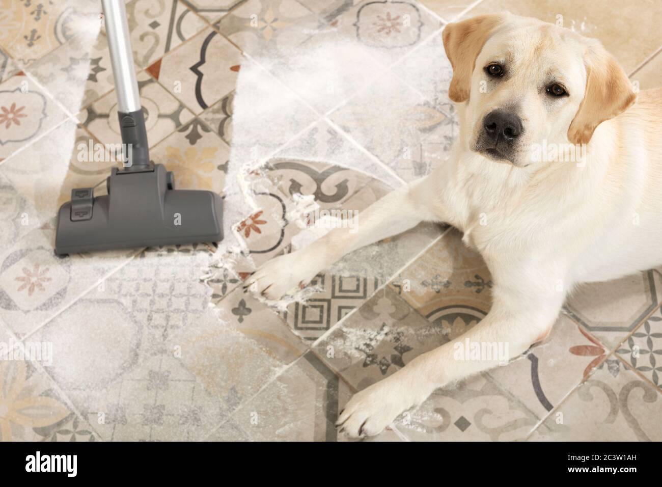 Messy dog indoors hires stock photography and images Alamy