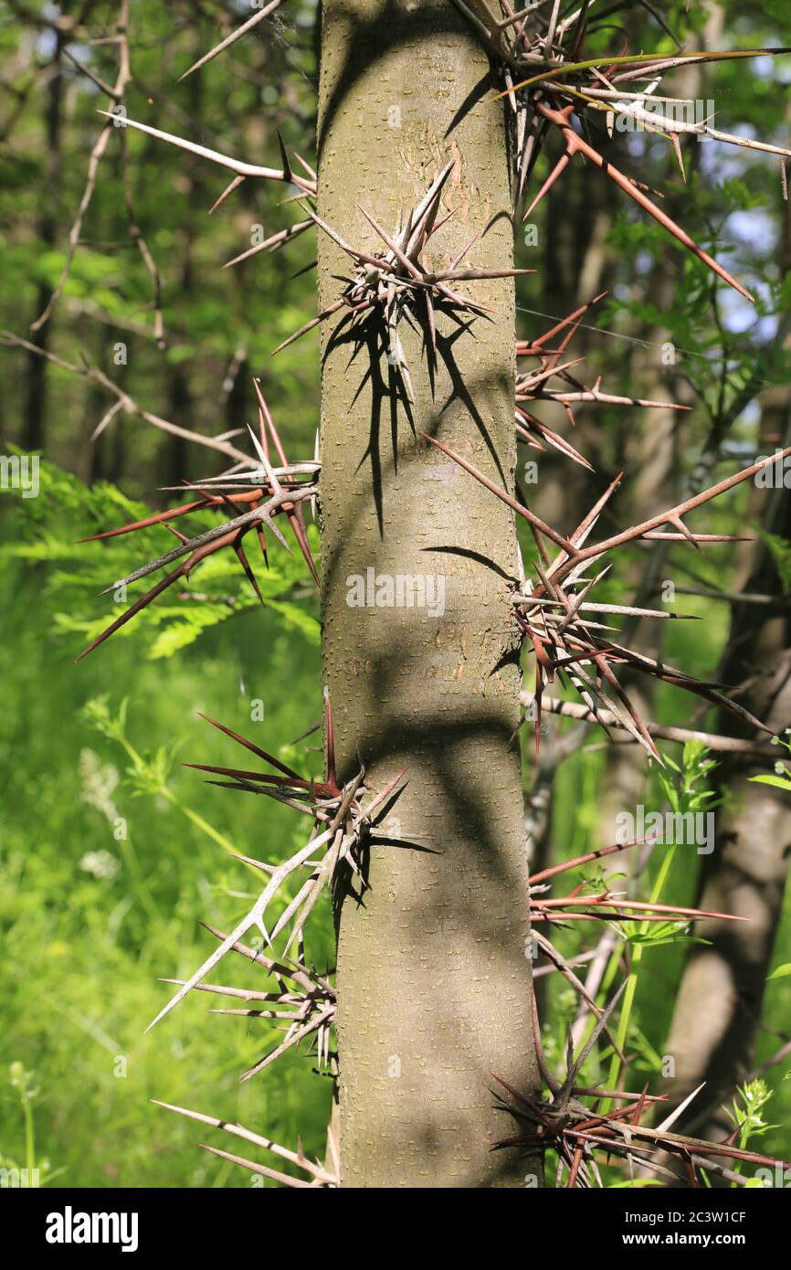 Thorn Trees Identification Thorn Trees Identification