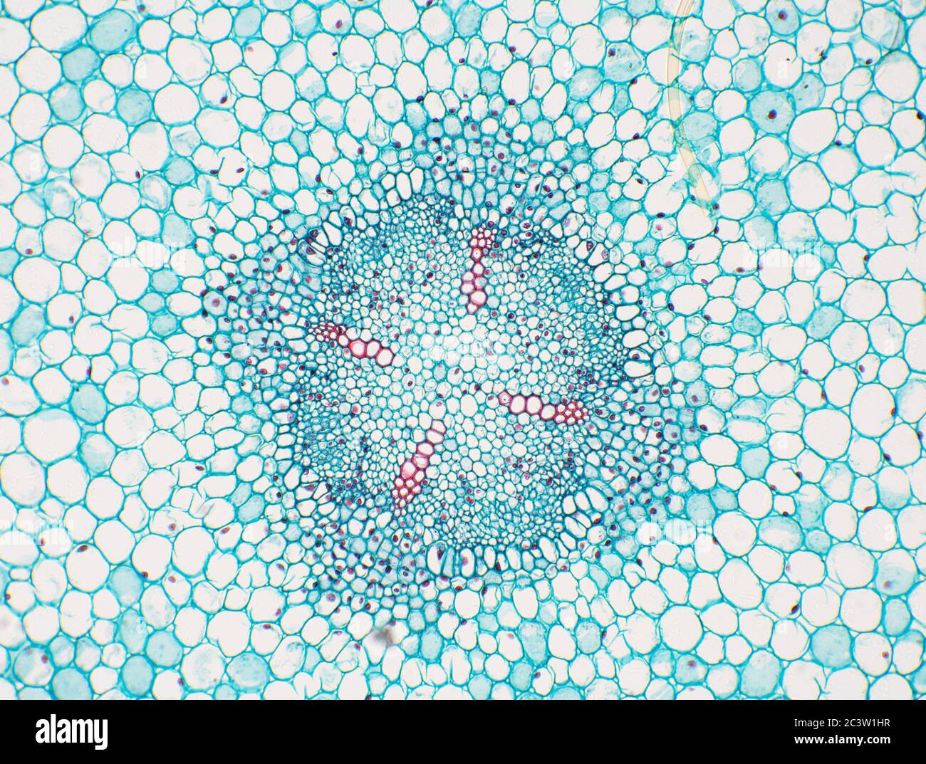 Root Cross Section High Resolution Stock Photography And Images Alamy