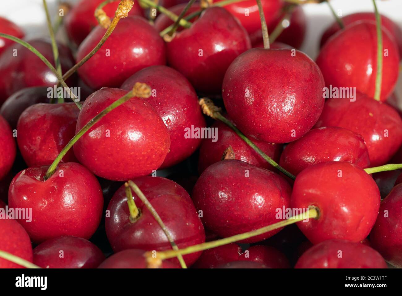 Close up of ripe cherries with stalks. fresh red cherries background