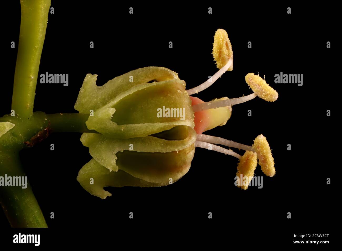 Thicket Creeper (Parthenocissus inserta). Flower Closeup Stock Photo