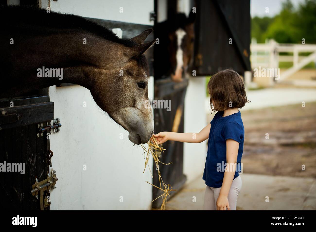 Little girl feeds a beautiful horse in the barn Stock Photo
