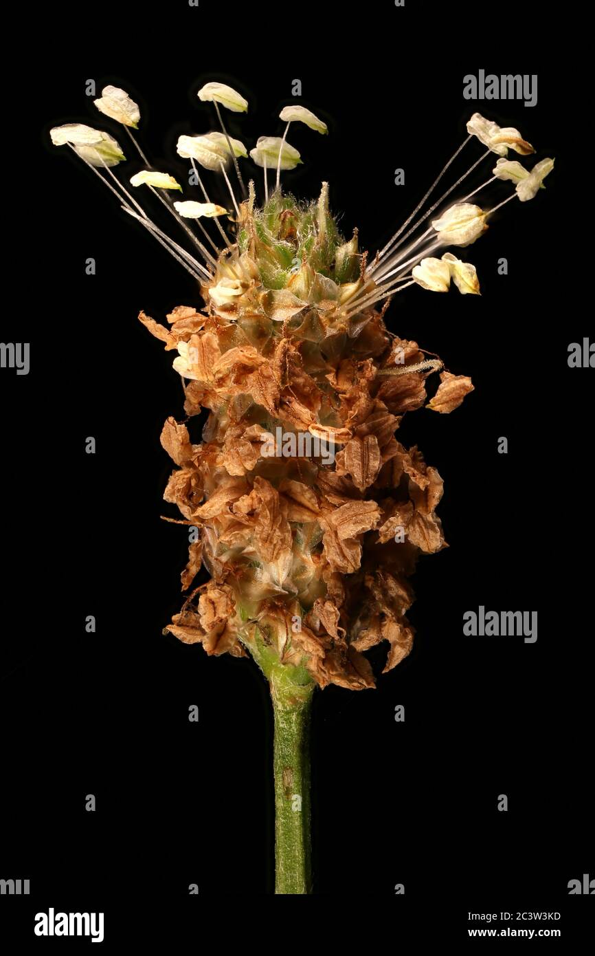 Ribwort Plantain (Plantago lanceolata). Inflorescence Closeup Stock Photo
