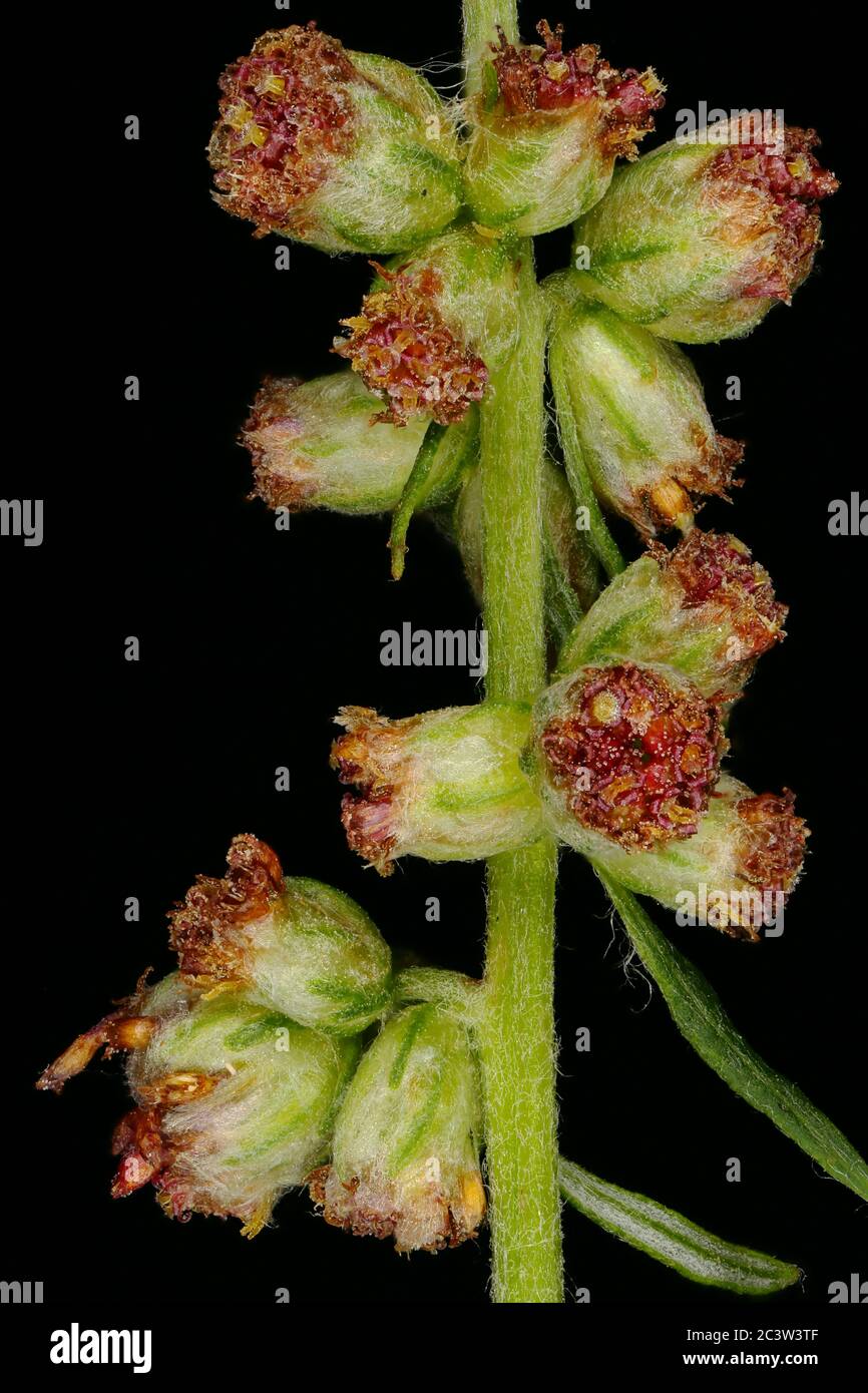 Mugwort (Artemisia vulgaris). Capitula Closeup Stock Photo