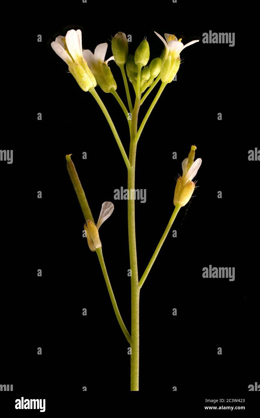 Thale Cress (Arabidopsis thaliana). Inflorescence Closeup Stock Photo