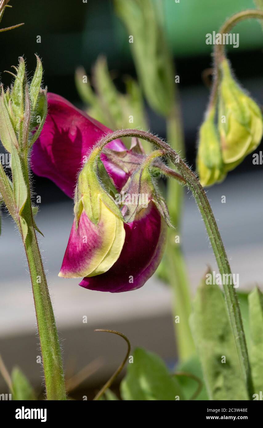 Sweet Pea flower head about to open Stock Photo