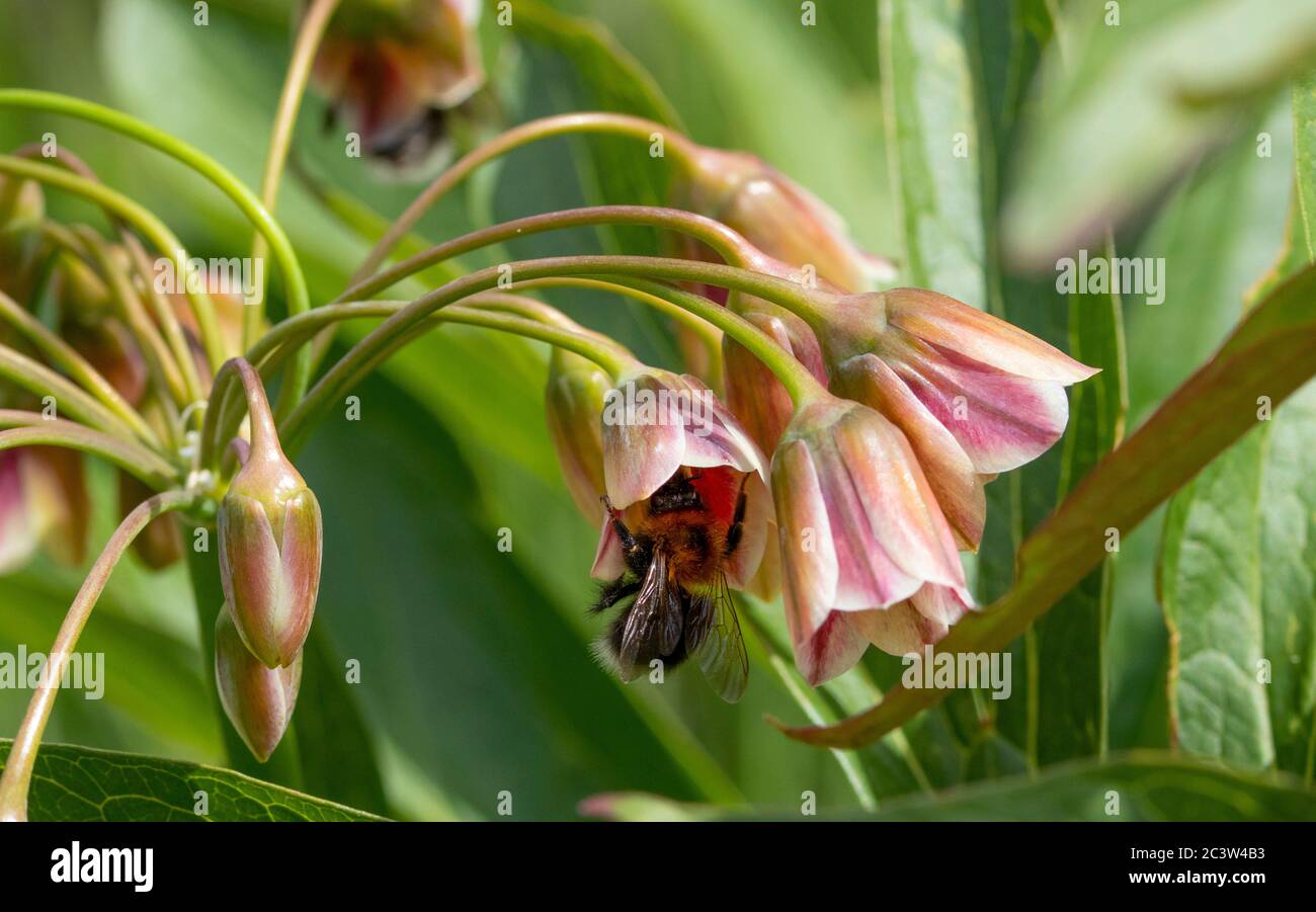 Tree Bumblebee feeding on Sicilian Honey Garlic flower Stock Photo