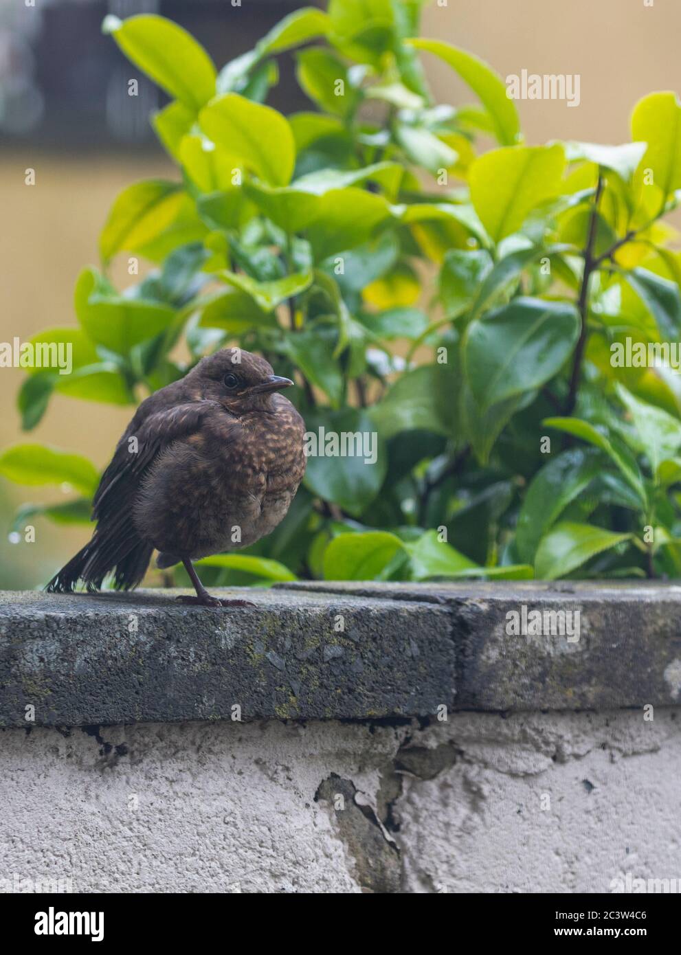 Blackbird fledgling sitting on garden wall Stock Photo