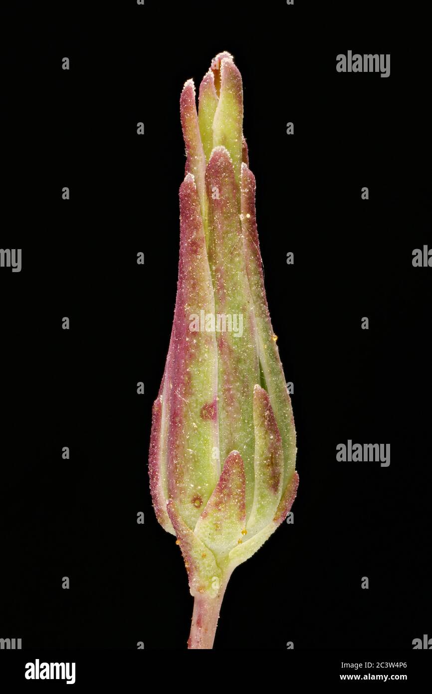 Prickly Lettuce (Lactuca serriola). Capituum Closeup Stock Photo