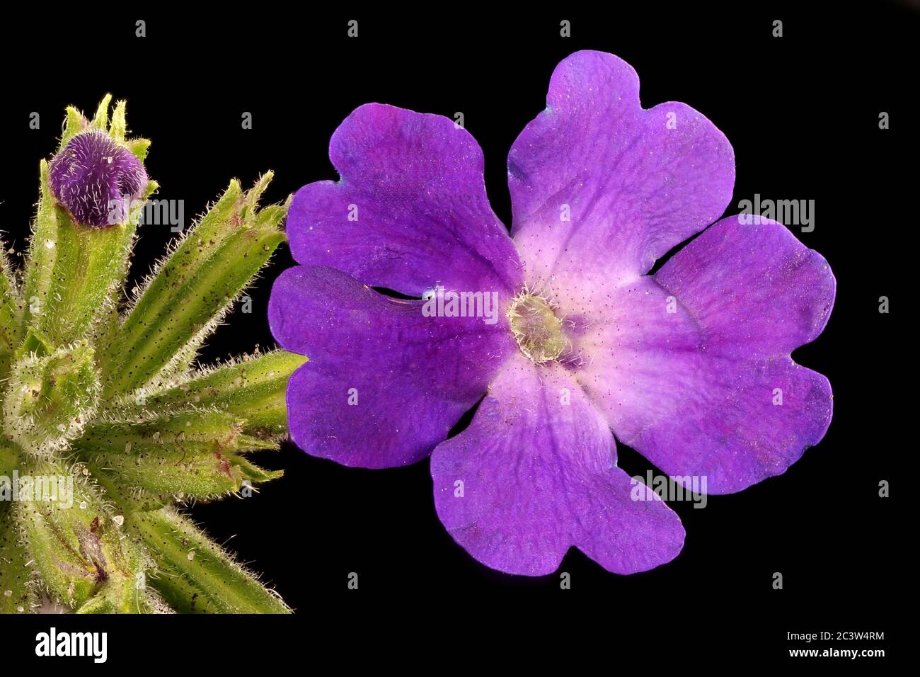 Garden Vervain (Verbena hybrida). Flower Closeup Stock Photo