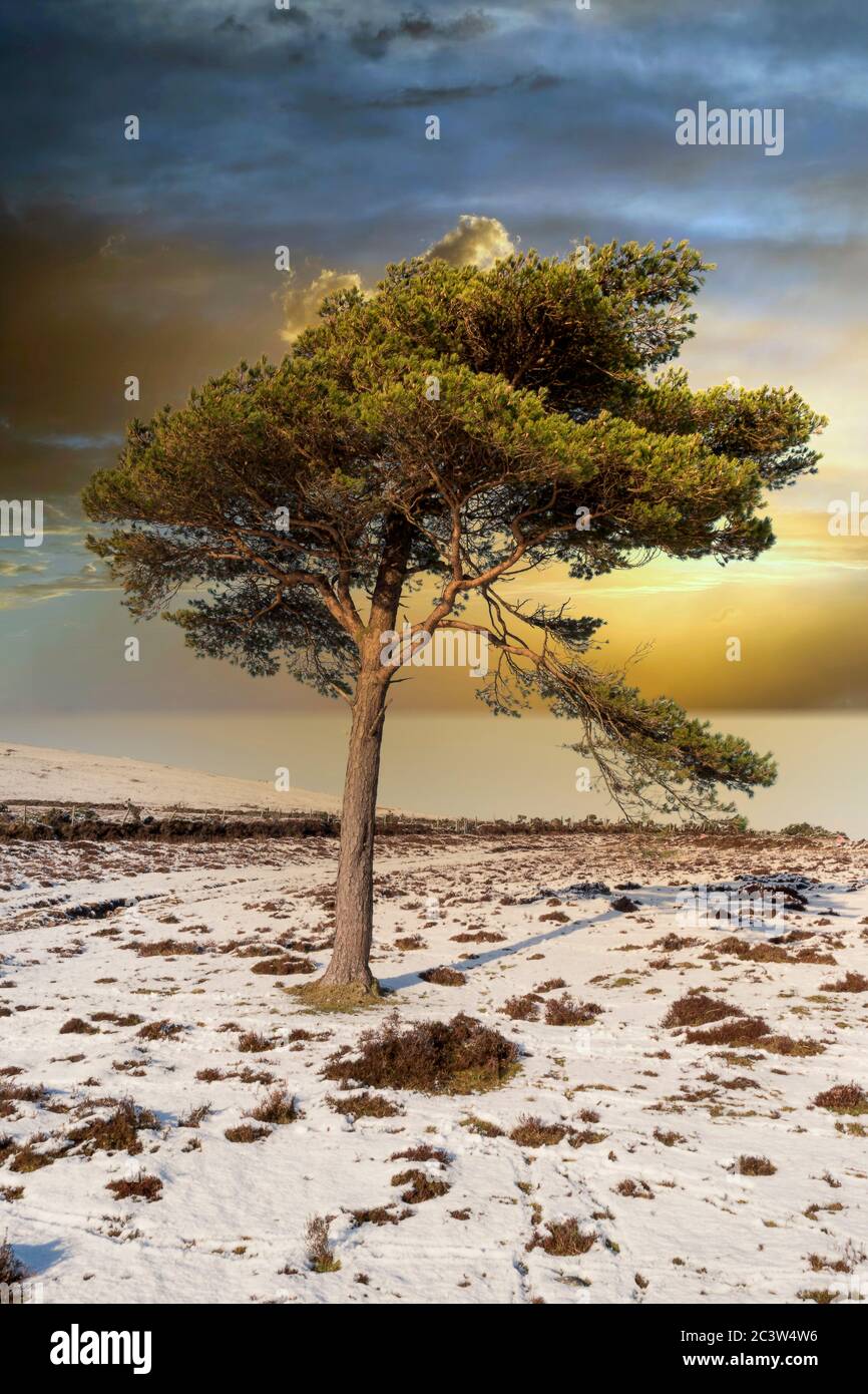 Lonely pine tree slope hi-res stock photography and images - Alamy