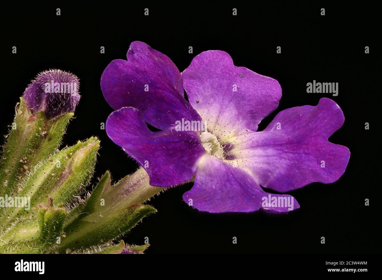 Garden Vervain (Verbena hybrida). Flower Closeup Stock Photo