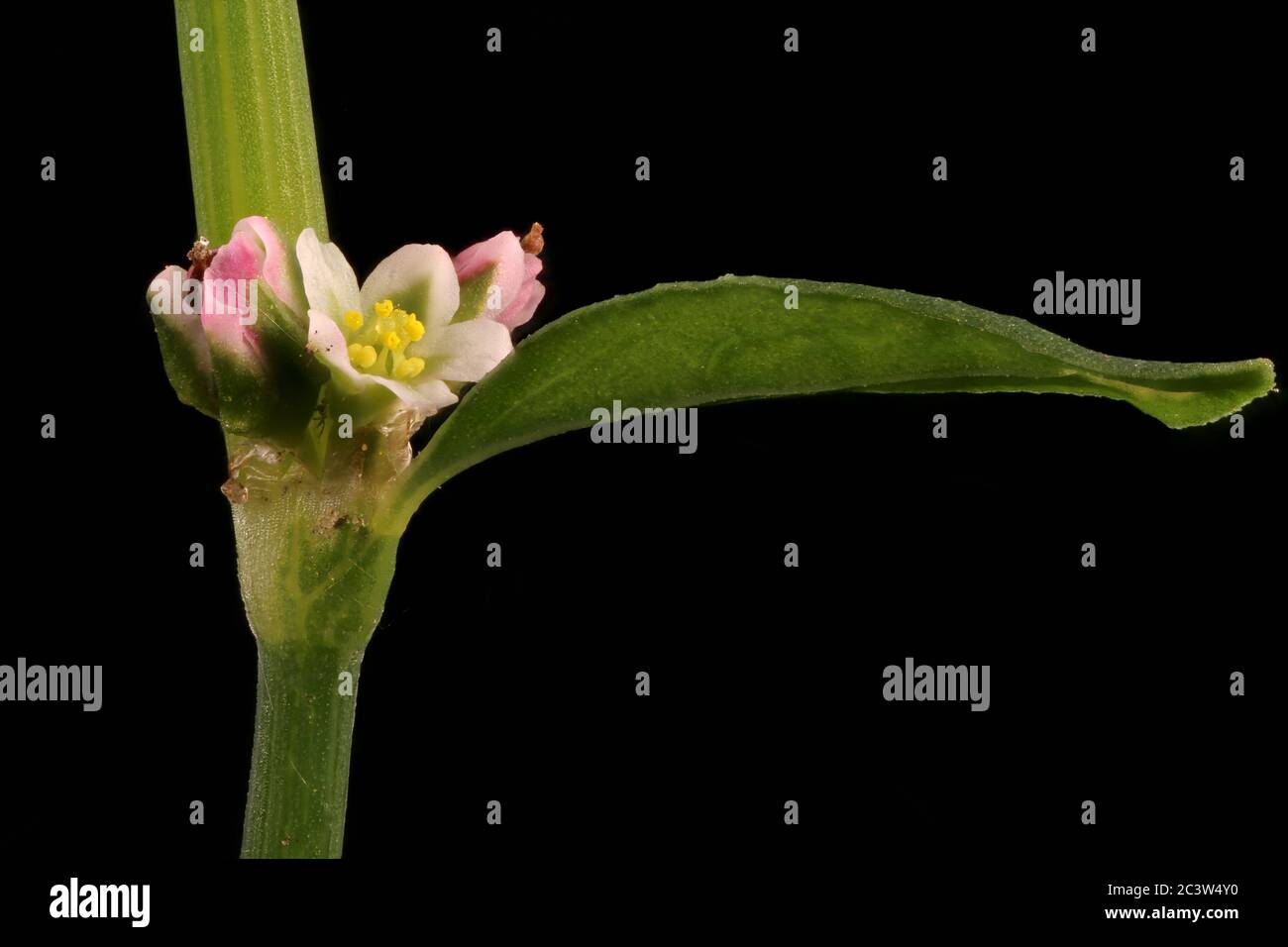 Common Knotgrass (Polygonum aviculare). Flowers Closeup Stock Photo