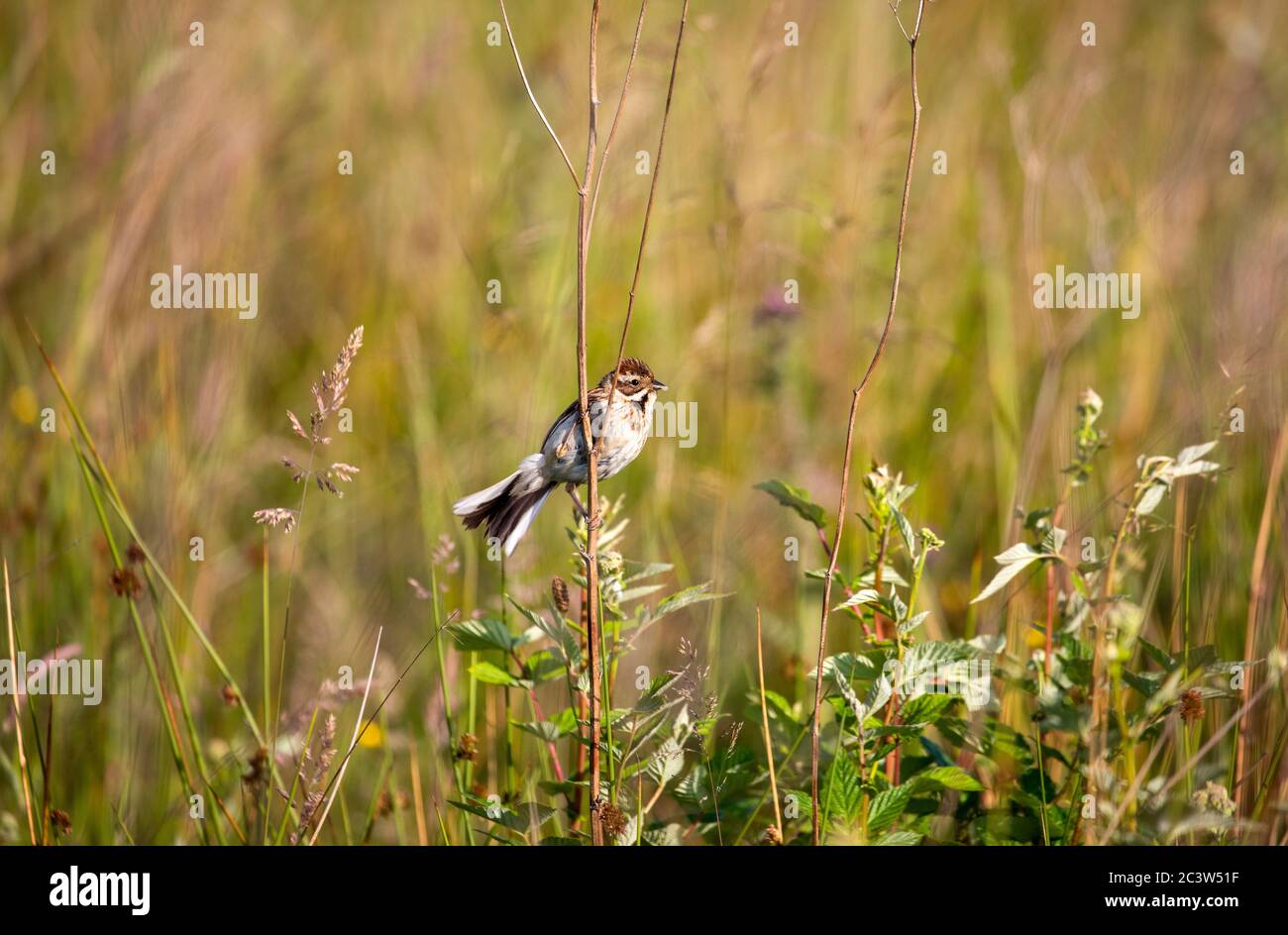 Female Reed Bunting perched on twig Stock Photo