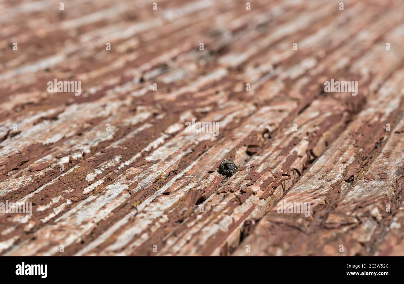 Ageing damaged rotten wooden decking, showing rotting wood and damage due to being aged. Stock Photo