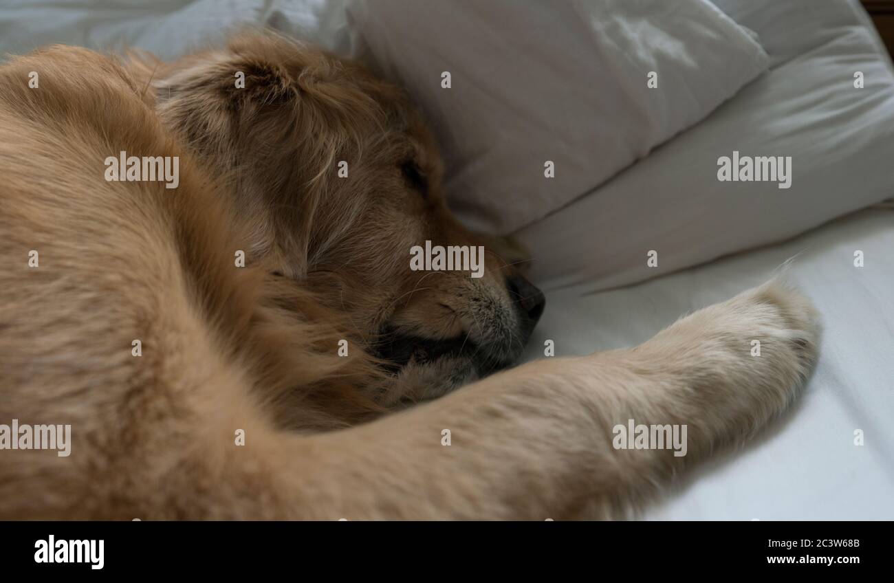 A golden Retriever, fast asleep on a king size bed. His soft fury head, on a soft pillow allowing him to get a great sleep to dream about the outdoors Stock Photo