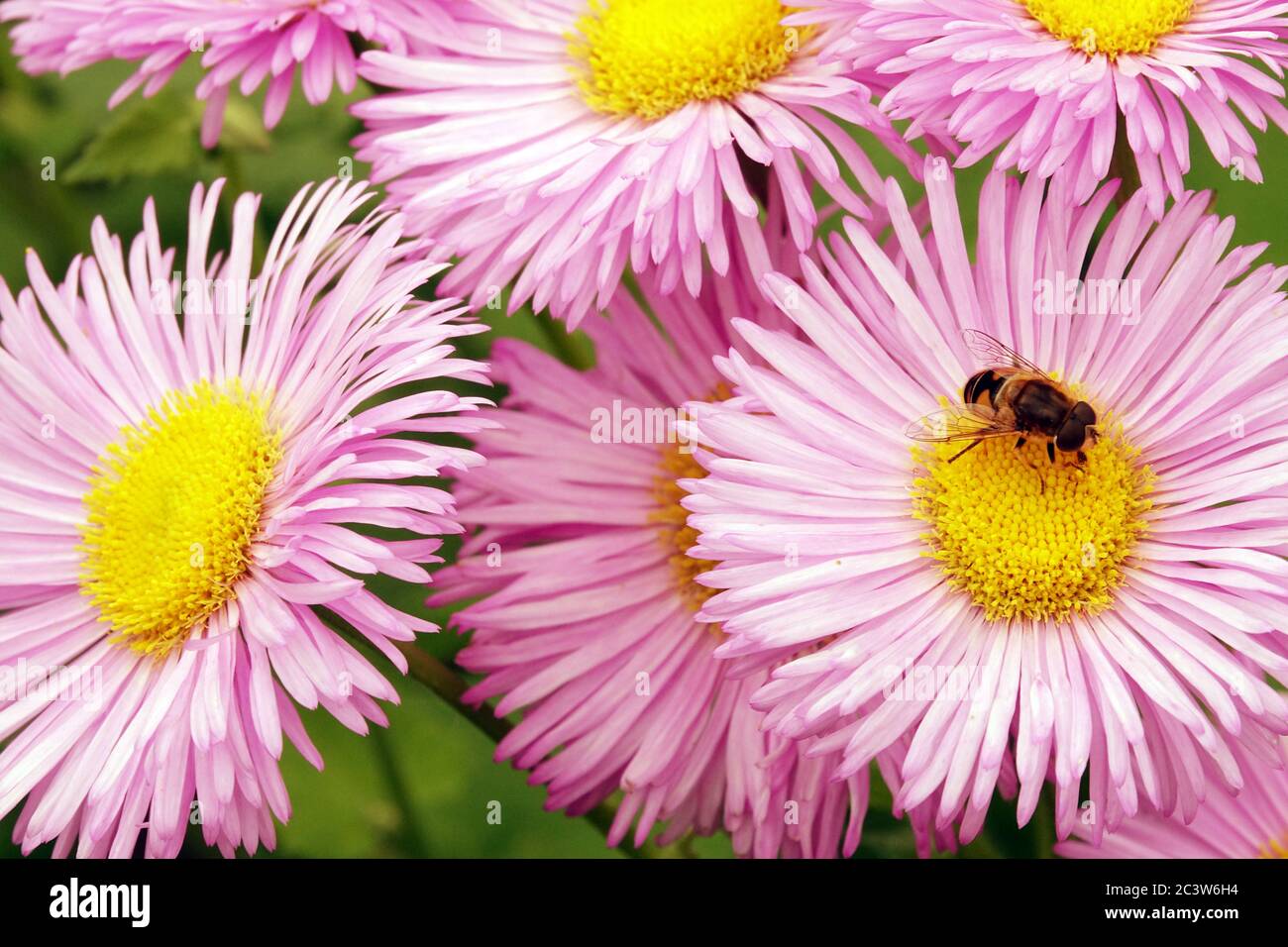Hoverfly on pink flower Erigeron Pink Jewel Stock Photo