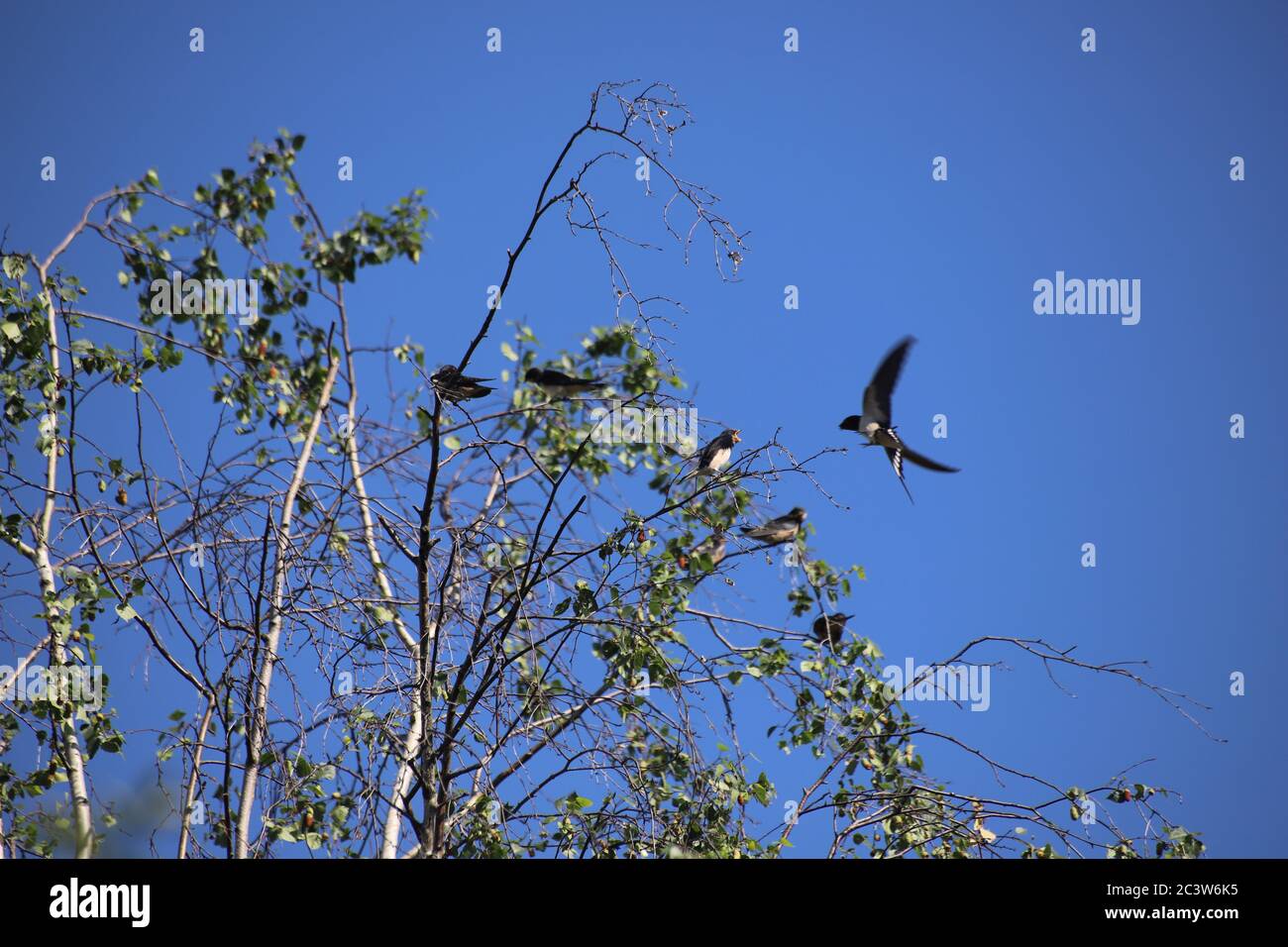 Barn Swallow on the wing feeding young in Birch tree Stock Photo
