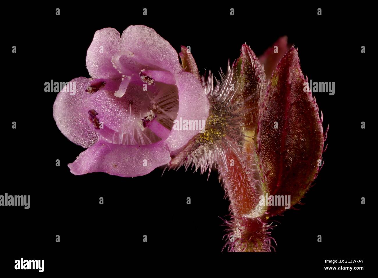 Korean Perilla (Perilla frutescens). Flower Closeup Stock Photo