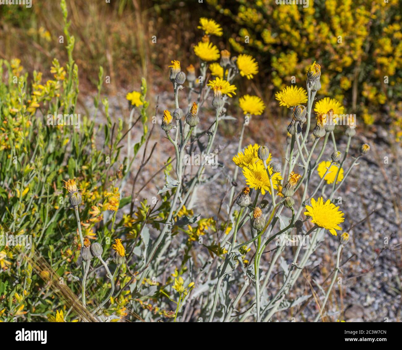 Andryala ragusina Yellow Flower Wild Plant Stock Photo
