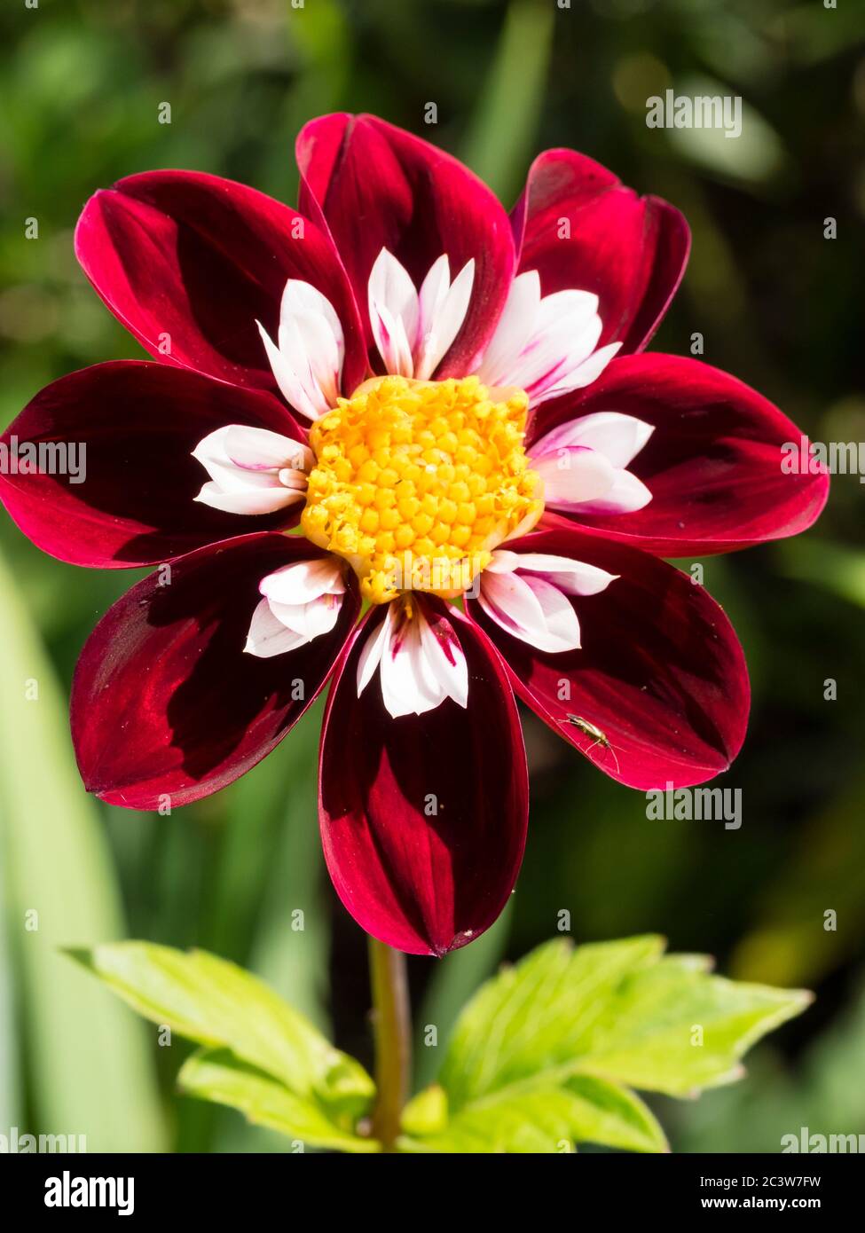 Red and white summer flower of the half hardy collarette Dahlia 'Chimborazo' Stock Photo