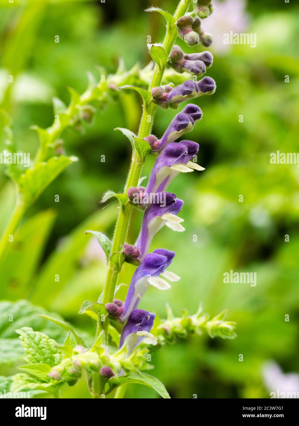 Spike of hooded purple and white summer flowers of the hardy perennial Somerset skullcap, Scutellaria altissima Stock Photo