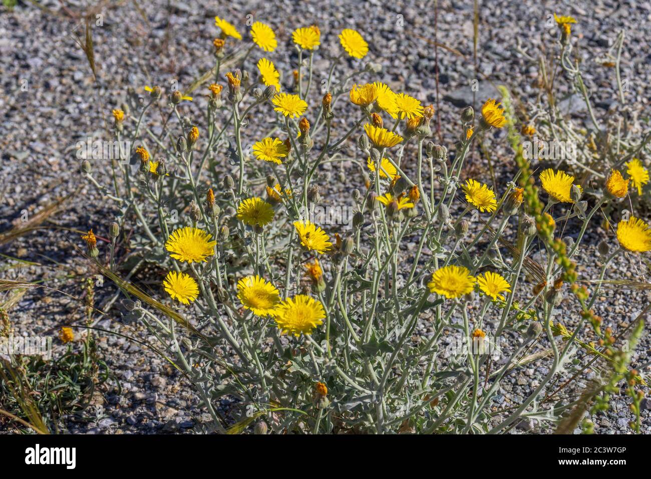 Andryala ragusina Yellow Flower Wild Plant Stock Photo