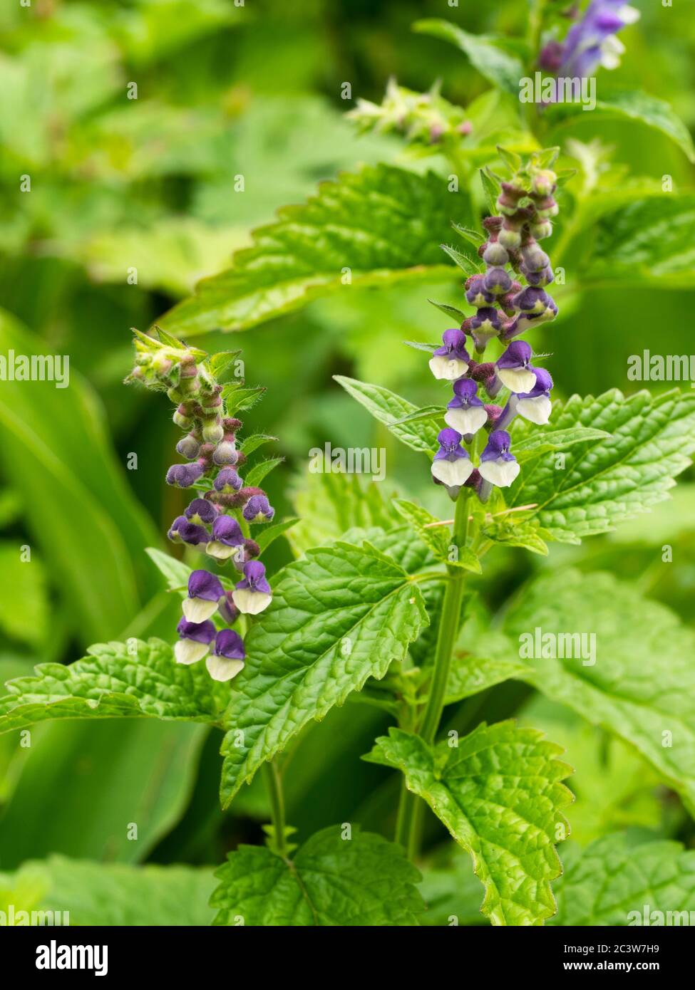 Spikes of hooded purple and white summer flowers of the hardy perennial Somerset skullcap, Scutellaria altissima Stock Photo
